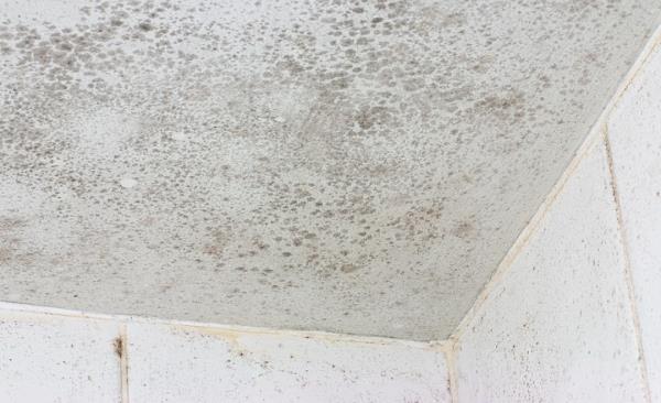 Mold Remediation by United Water Restoration Group of Downriver