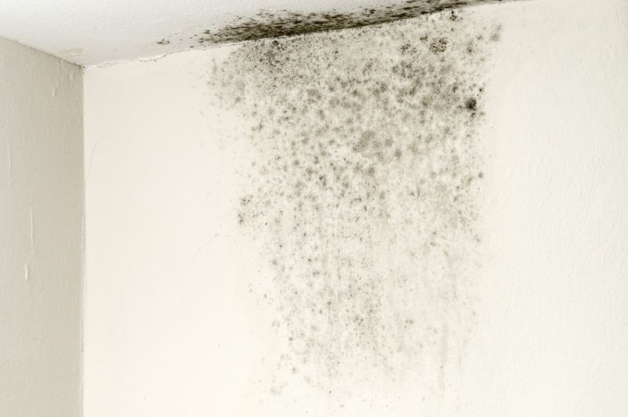 Mold Remediation by United Water Restoration Group of Downriver